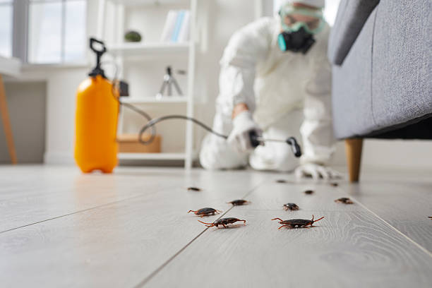 Post-Treatment Bed Bug Interceptor Monitoring in Seguin